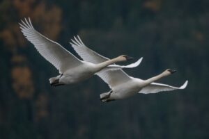 The Importance of Synchronicity in Verbal and Non-Verbal Communication