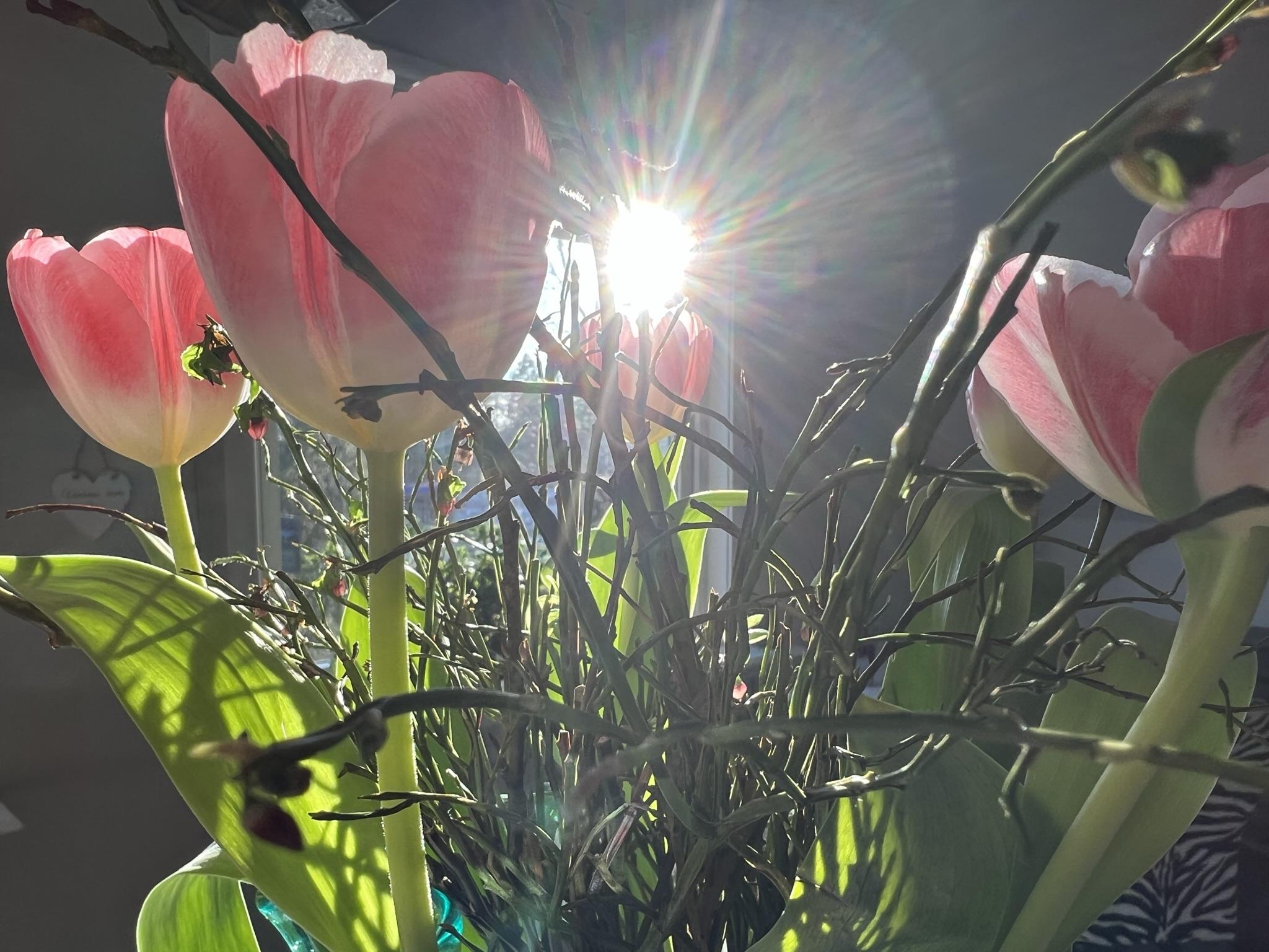 Tulips