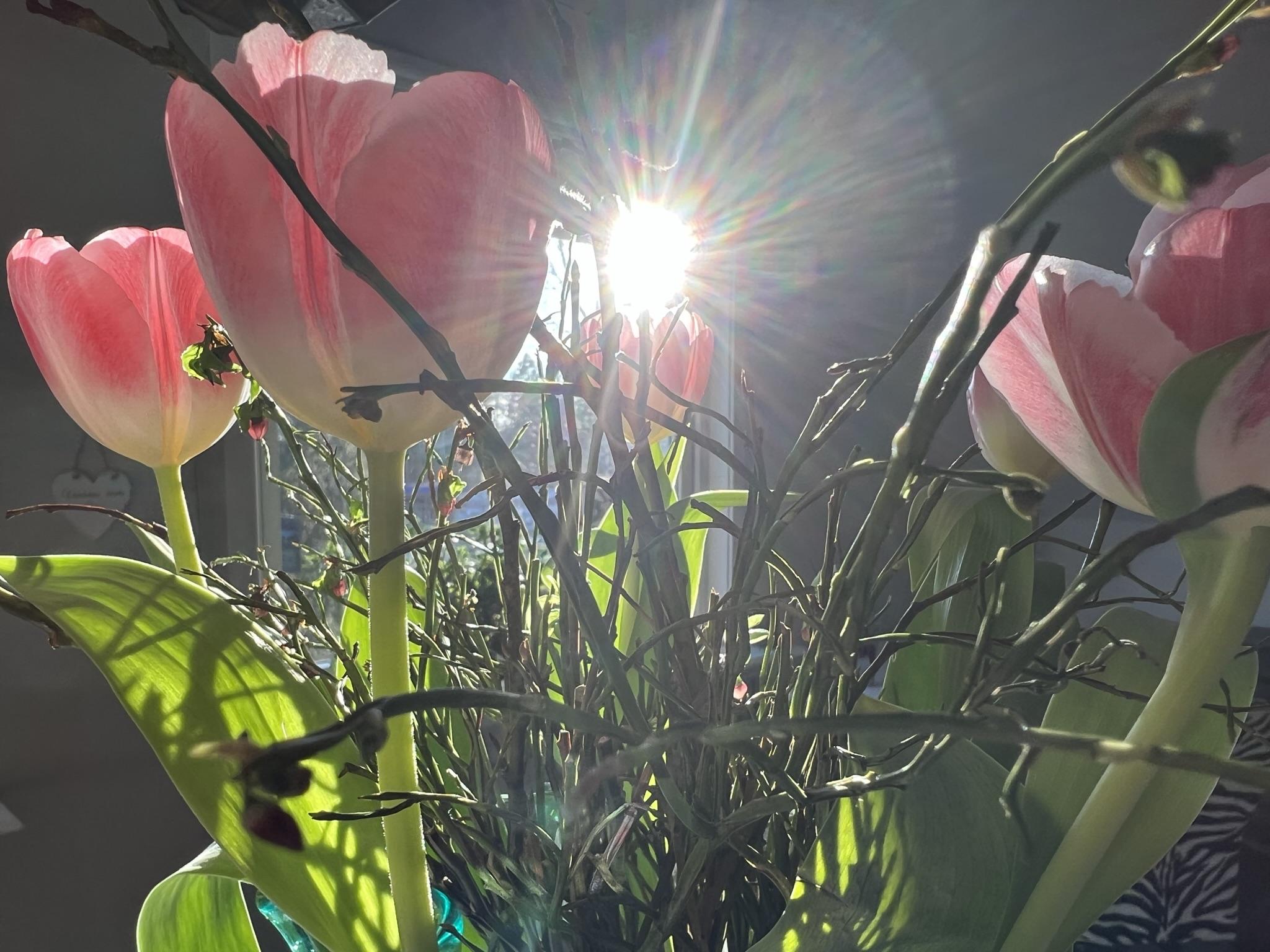 Sun tulips and joy to life
